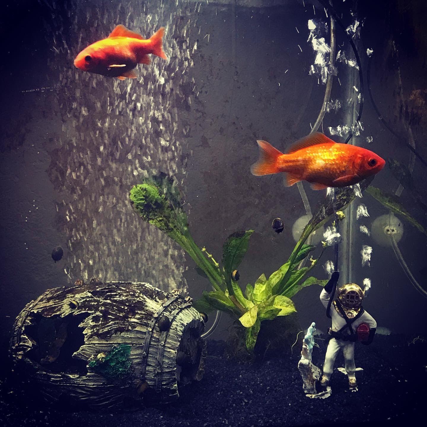 Black Chin & White Fin